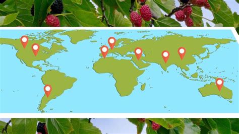 mulberry tree origin